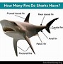 Image result for Great White Shark Side