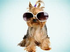 Image result for Cool Dog 1080X1080
