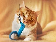 Image result for Catnip Toys for Indoor Cats