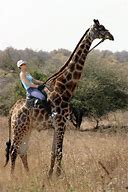 Image result for Giraffe Riding
