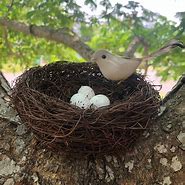 Image result for Easter Bird Nest