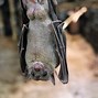 Image result for Fruit Bat Teeth