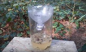 Image result for 2 Liter Bottle Wasp Trap