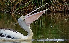Image result for Spanish Pelican