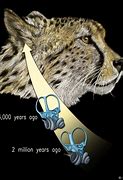 Image result for Cheetah Ears