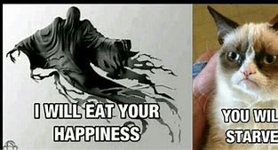 Image result for Grumpy Cat Harry Potter Memes
