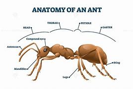 Image result for Ant Skeleton