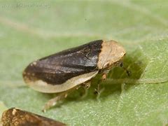 Image result for "stethorus-picipes"