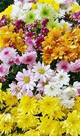 Image result for S with Flowers