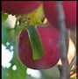 Image result for Little Apple of Death Tree