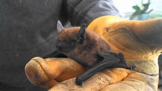 Image result for Feed Bat