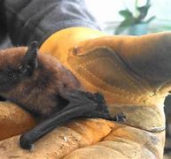 Image result for Baby Bat Feeding