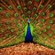 Image result for Peacock Pattern Wallpaper