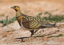 Image result for Pterocles alchata