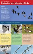 Image result for Migratory Bird Species of New Mexico