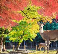 Image result for Nara Japan Autumn
