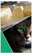Image result for Cat Eating Butter