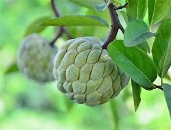 Image result for Sugar Apple Fruit Tree
