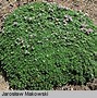 Image result for Thymus serpyllum (WILDE TYM)