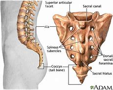 Image result for Lumbar and Sacral Spine