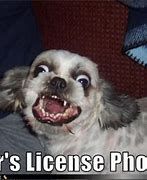 Image result for Driver's License Meme