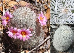 Image result for Swimm Ring Cactus