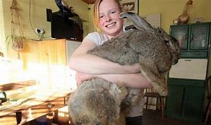 Image result for World Record Biggest Rabbit
