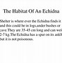 Image result for Echidna Diet