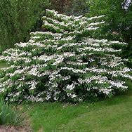 Image result for Viburnum plicatum Mariesii