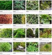 Image result for Moss Types List