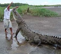 Image result for Biggest Croc Ever Recorded