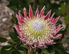 Image result for African Jungle Flowers