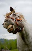 Image result for Funny Horse Racing Pics