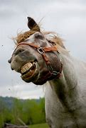 Image result for Funny Horse Jockey