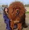 Image result for The Biggest Dog On Earth