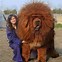 Image result for Giant Dog