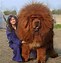 Image result for Largest Dog in World