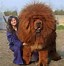 Image result for Biggest Boxer Dog in the World