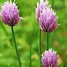 Image result for Allium Schoenoprasum Chives