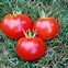 Image result for Some Apples Tomatoes