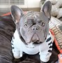 Image result for French Bulldog Accessories