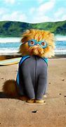 Image result for Beach Cat Funny