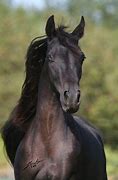 Image result for Black Arabian Horse Desert