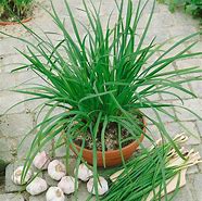 Image result for Chinese Chives Plant
