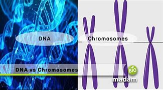 Image result for Relationship Between DNA and Chromosomes