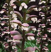 Image result for Acanthus spinosus