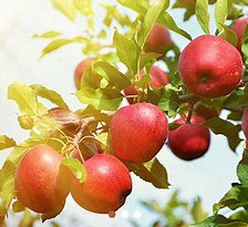 Image result for Heirloom Apple Trees