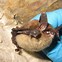 Image result for Indiana Gray Bat