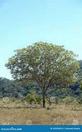 Image result for Baru Tree