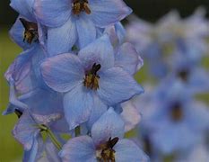 Image result for Delphinium Morgentau